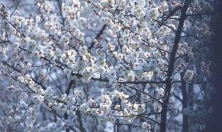 春分节气是什么意思 春分是二十四节气的第几个